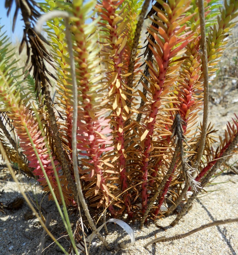 Euphorbia paralias / Euforbia marittima